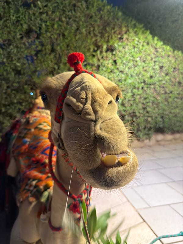 Decorated camel draws attention outside a Sharm El Sheikh resort at night