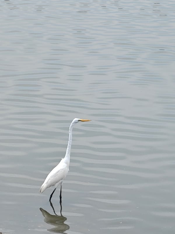 White egret wading and taking flight in Lhokseumawe