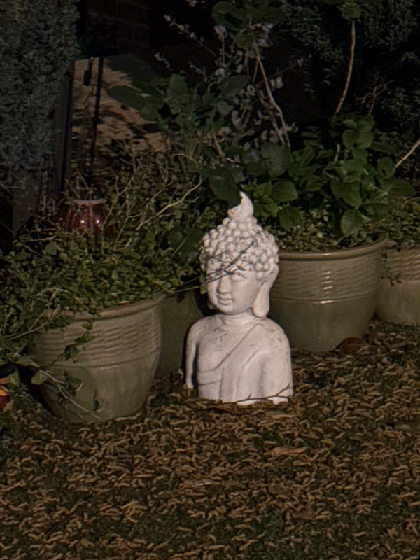 London resident documents peaceful nighttime spring walk through city