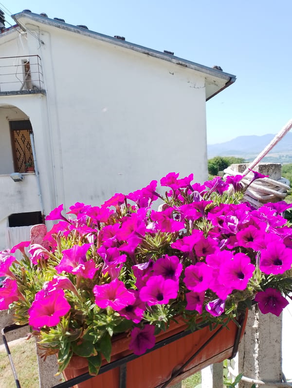 Flowers in bloom and a dog at rest, around the house