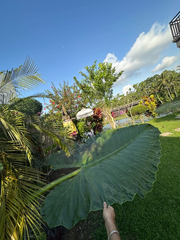 Up close with giant elephant ear plants in an Ubud garden