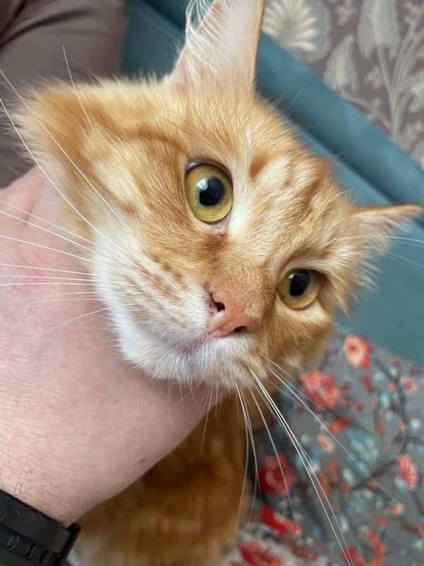 Lazy afternoon with orange tabbies in Khimki