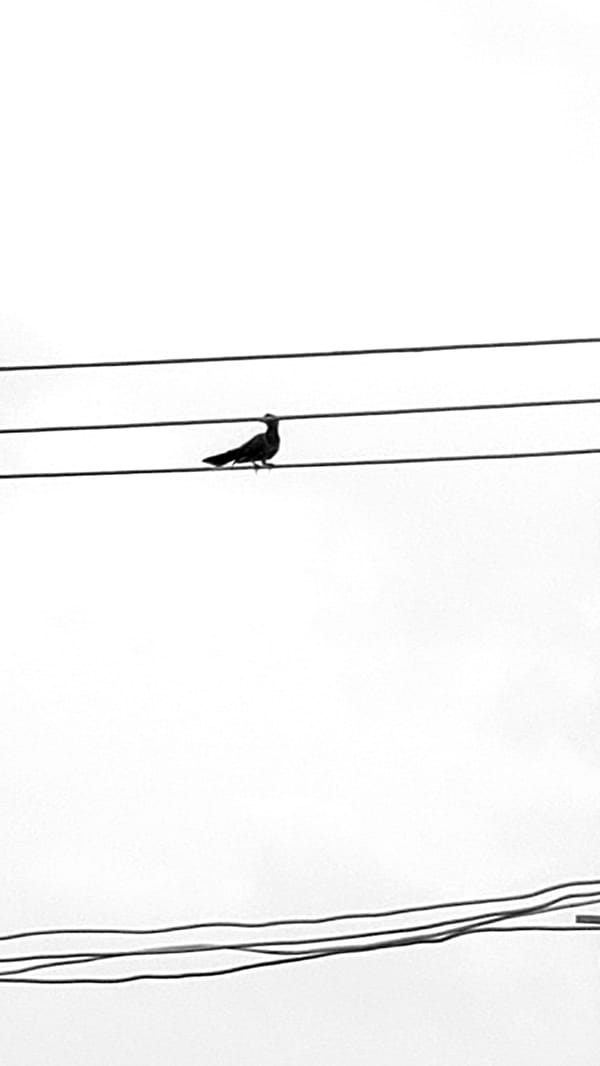 Bird perches on power lines in Sabon Tasha, Nigeria