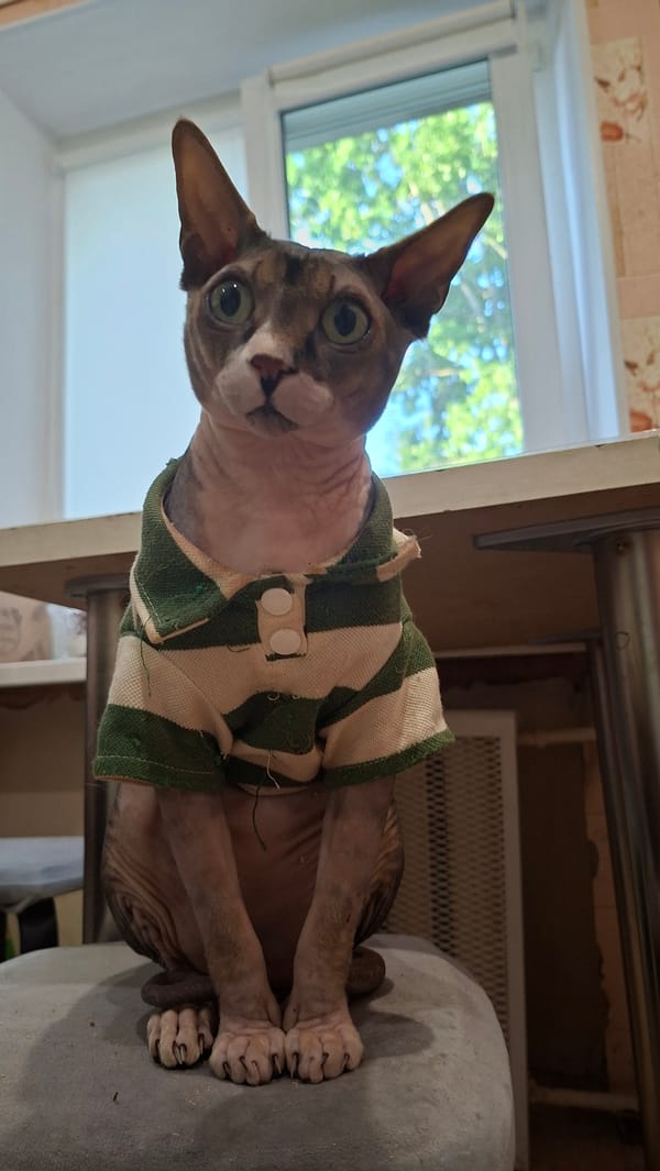 Dressed Sphynx cat relaxes on a stool in Myadzyel home