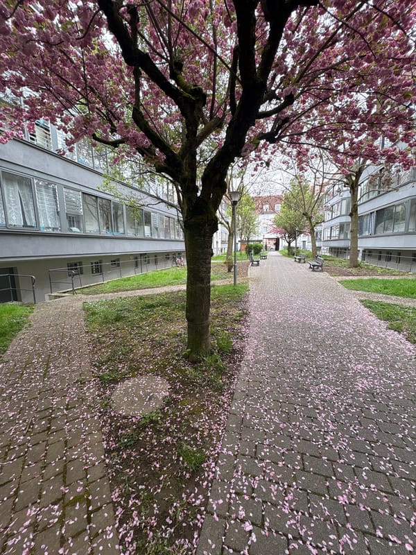 Cherry blossoms shed petals on Schiltigheim walkway