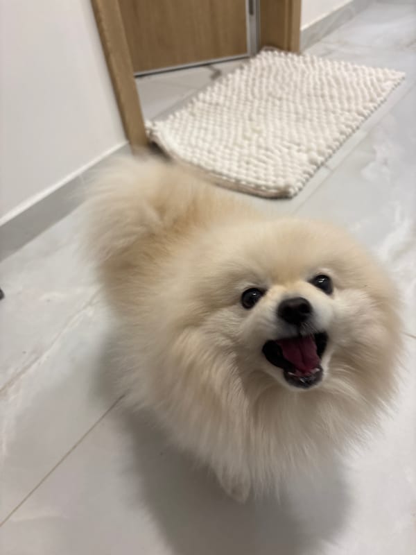 Fluffy Pomeranian photographed from overhead in Sofia