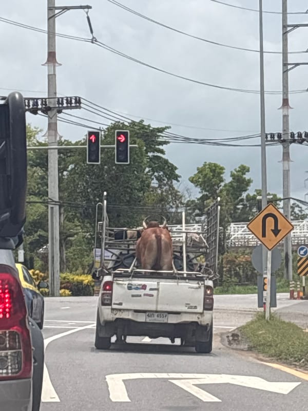 Pickup truck transports cow through Si Sunthon traffic light