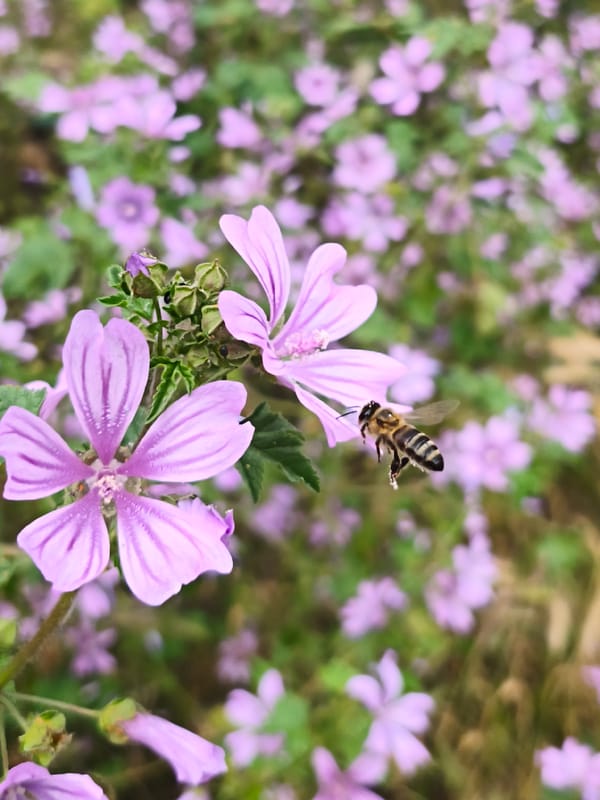Everyday moments captured across Sevastopol: flowers, pets, selfies, park scenes