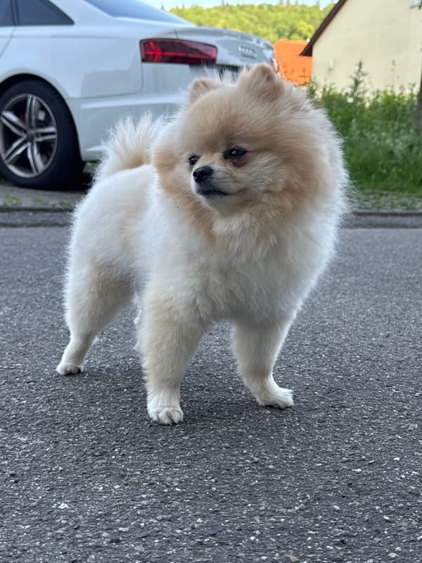 Two dogs spotted on street in Bietigheim-Bissingen, Germany