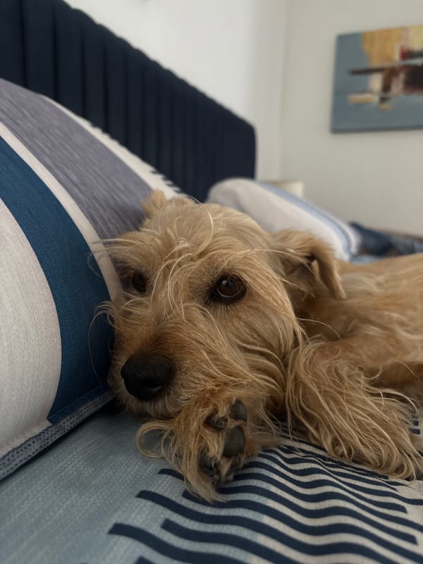 Quiet afternoon moments with dog, resident documented in Mexico home