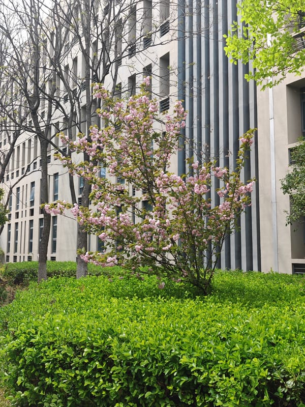 Early morning pedestrian activity captured in Jiangning District parks