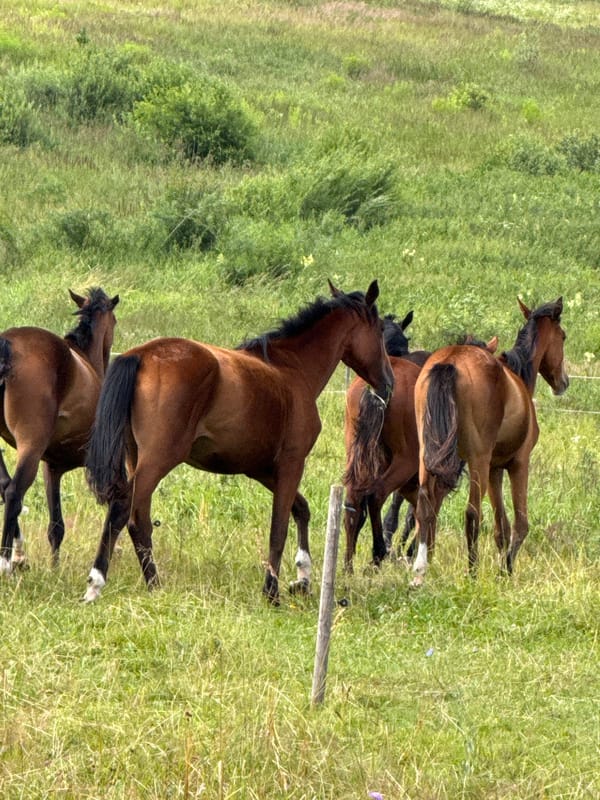 Horses graze and run through a wildflower meadow in rural Lithuania