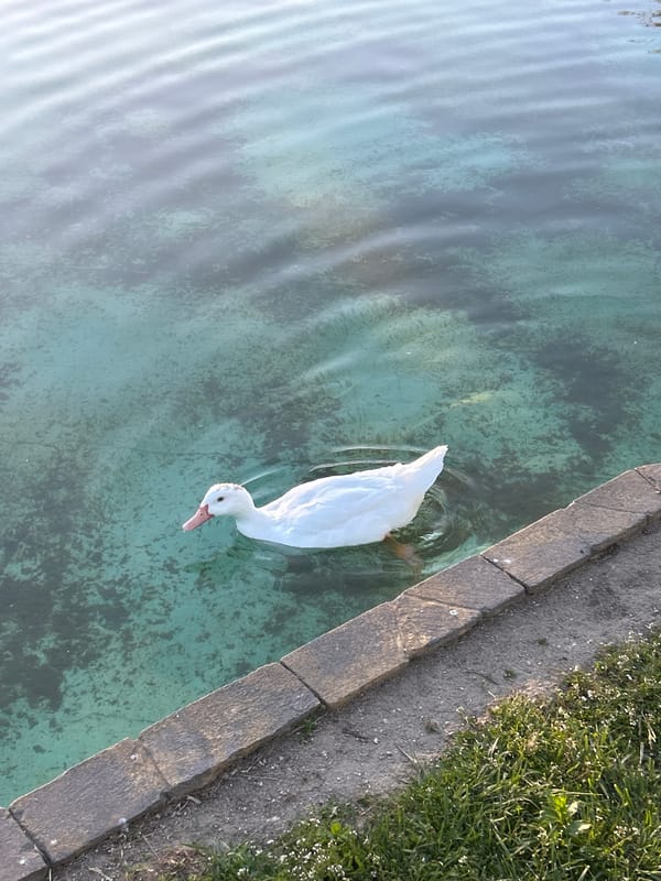 Ducks spotted swimming in urban park pond during afternoon