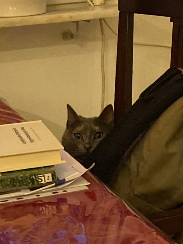 Curious cat plays peek-a-boo from behind household objects