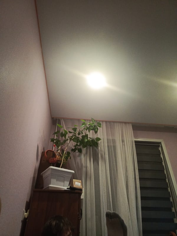 Cozy Krasnoyarsk bedroom with a sleeping husky and anime setup