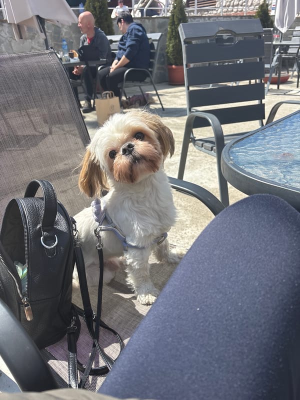 Dog and owner enjoy morning at Bulgarian café