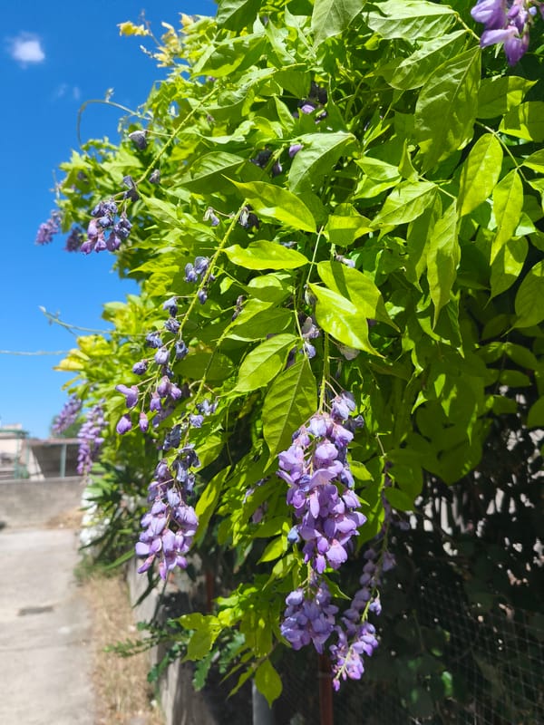 Flowers, plants, and pastries at a Bojano market or garden shop