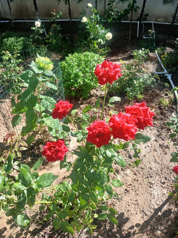 Tashkent garden in full summer bloom, roses and crepe myrtles