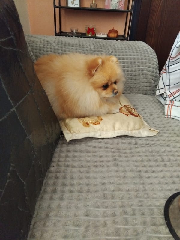 Pomeranian dog naps peacefully on couch in Apriltsi Bulgaria