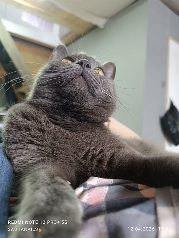 Gray cat enjoys peaceful nap time with owner