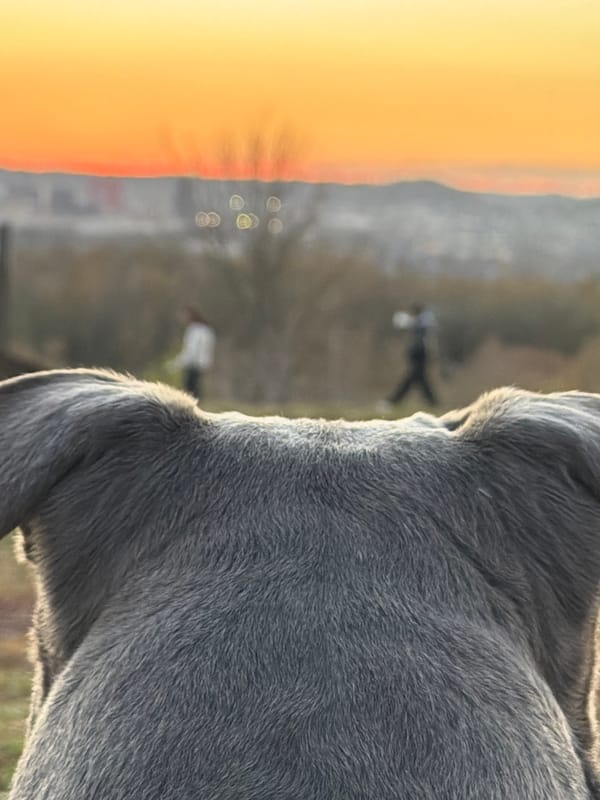 Close-up donkey portrait captured in Luxembourg