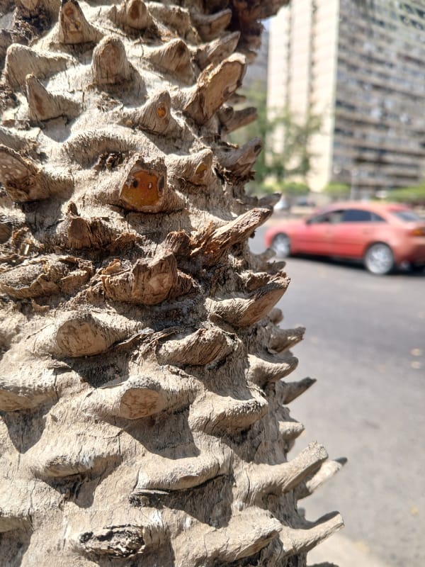 Botanical photography walk documented across Ciudad Guayana, Venezuela