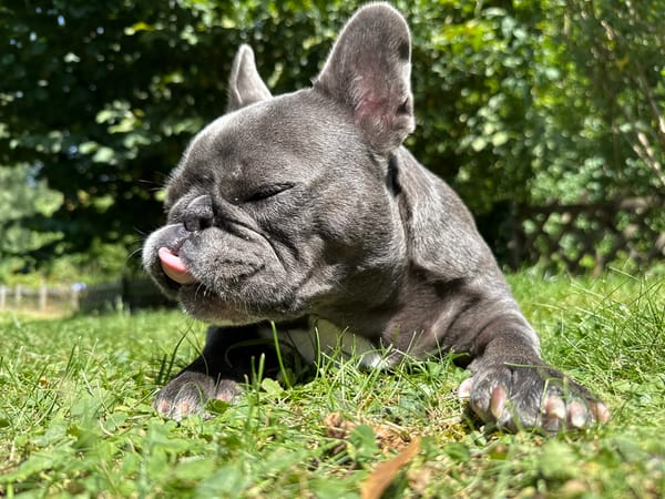 French bulldog's lazy summer day in Bad Sachsa