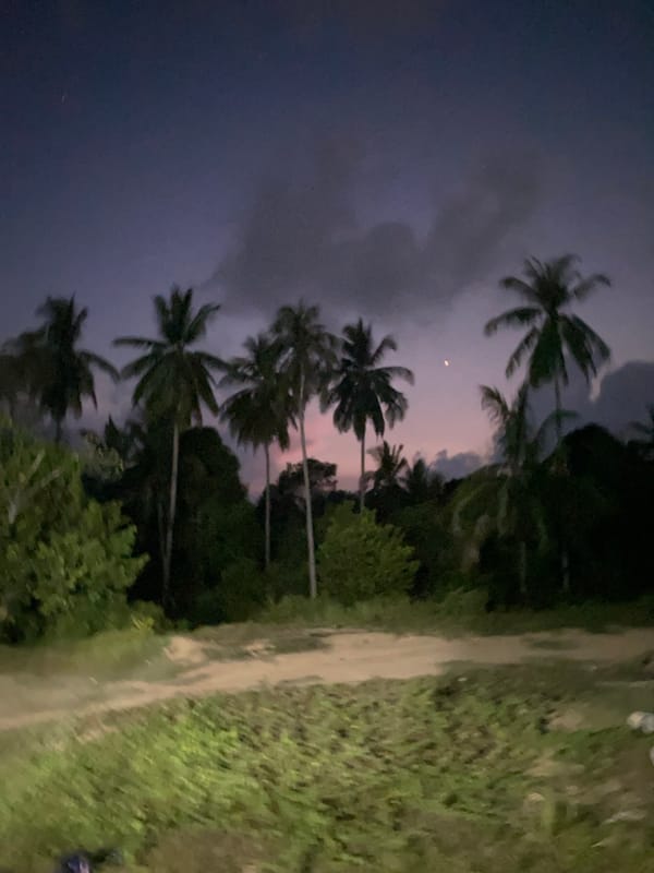 Twilight palm tree scenes captured in Indonesian village