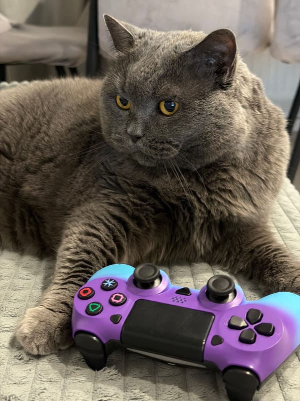 Gray cat poses with game controller in Russia
