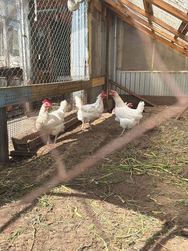 Three chickens spotted in backyard enclosure in Chaikovsky