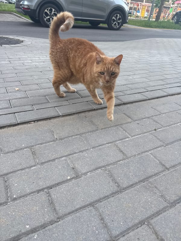 Olaine's orange tabby cat owns the park bench