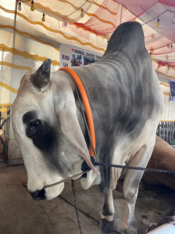Eid ul Adha cattle markets documented in Dhaka