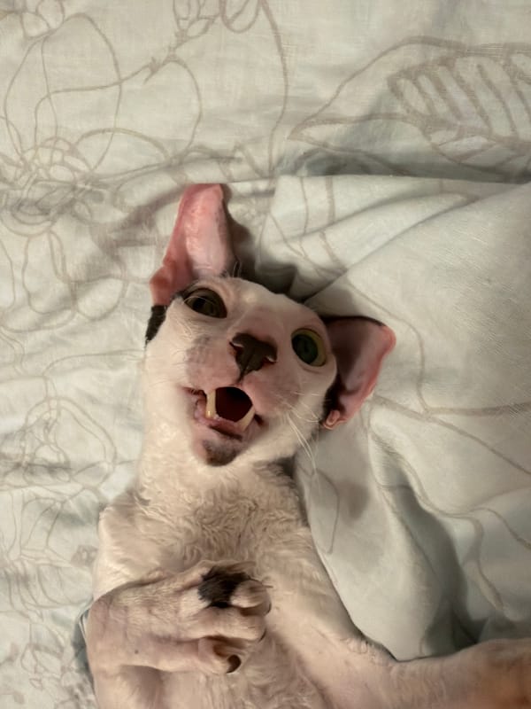 Cornish Rex and Sphynx cats relaxing on cozy bedding in Yekaterinburg
