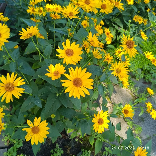 Late summer flora along a Riga street, July 2026