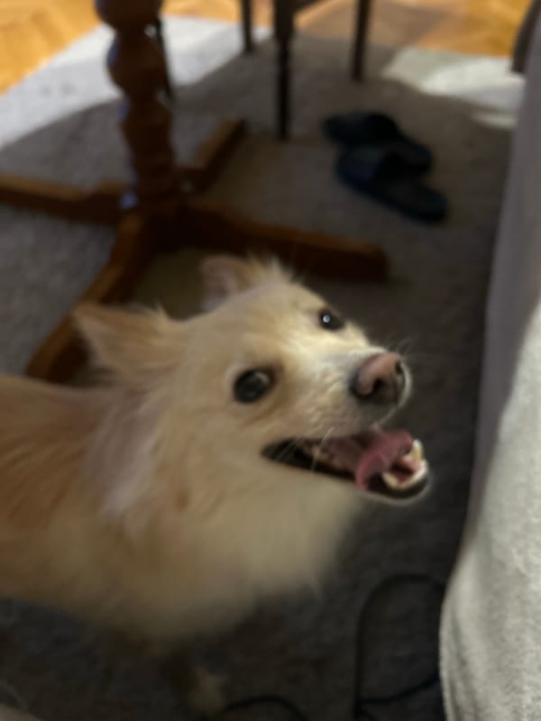 Pet photos captured across Sofia homes during evening hours