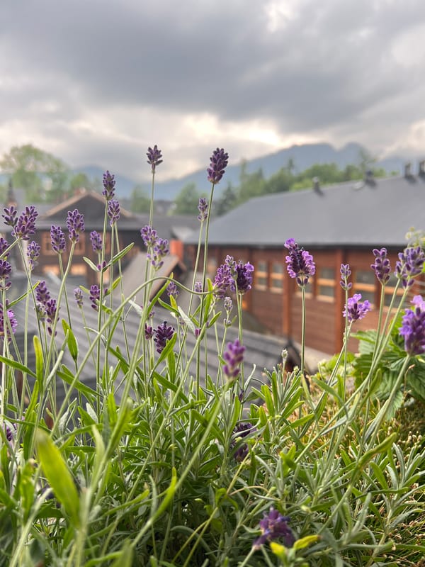 Lavender, mountains, and a slow afternoon in Zakopane