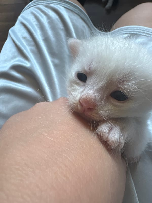 Newborn kittens, a calico mom, and a strawberry-print bedroom