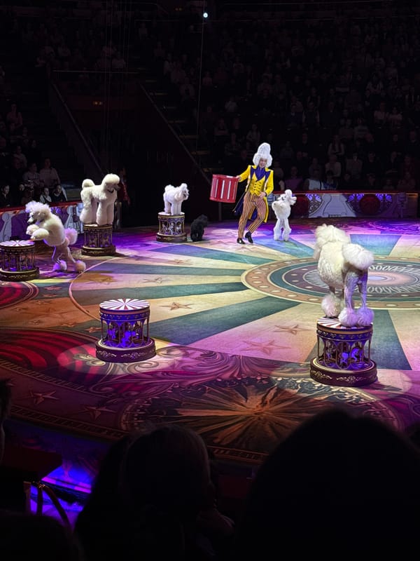 Circus performances with animals and entertainers at Moscow State Circus