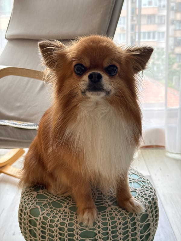 Indoor pet moments and blooming roses in Burgas