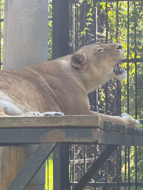 Zoo visit documented in Lovech, Bulgaria shows various animals