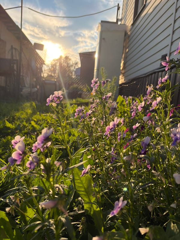 Witness Documents Quiet Suburban Afternoon: Gardens, Pets, Family Moments