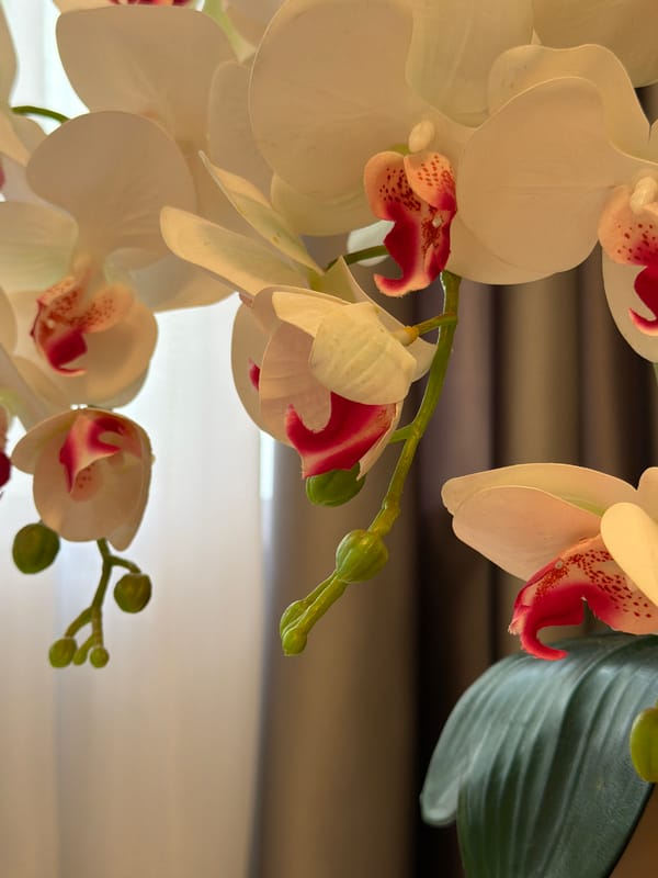 Artificial orchids and books arranged on a white surface in Kazan