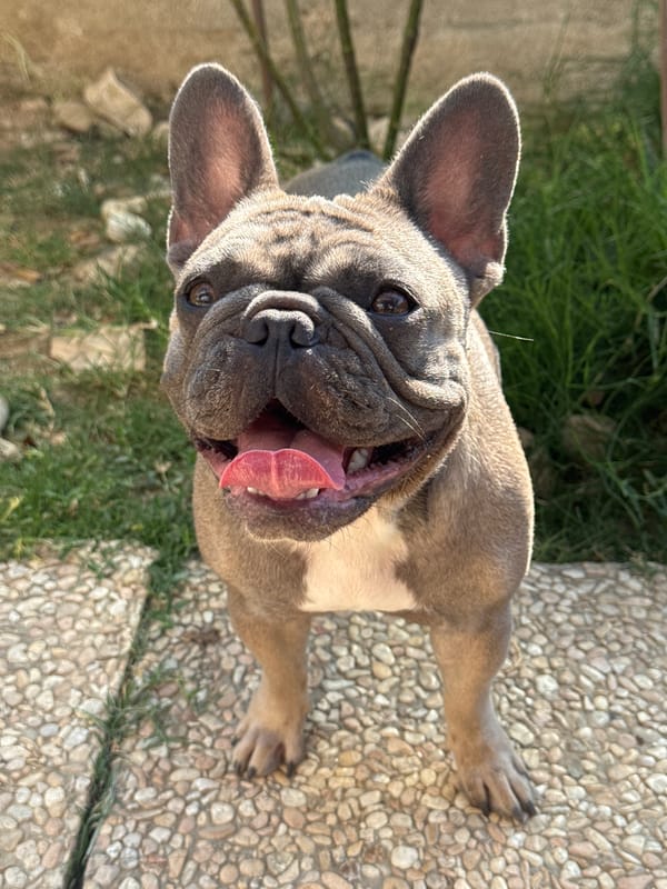 French Bulldogs roam and lounge around San Benedetto del Tronto