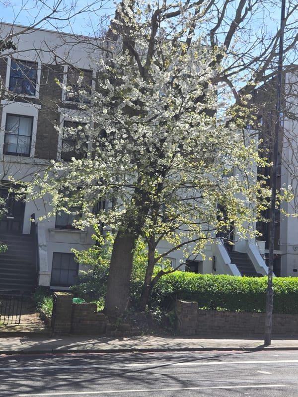 Spring blooms captured during London neighborhood walk