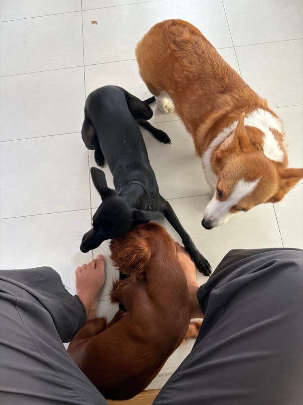 Three dogs play and relax at home in Chang Phueak