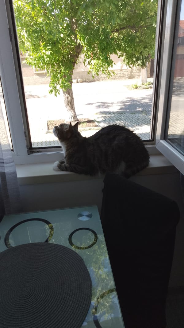 Cat watches street from windowsill in Yambol, Bulgaria