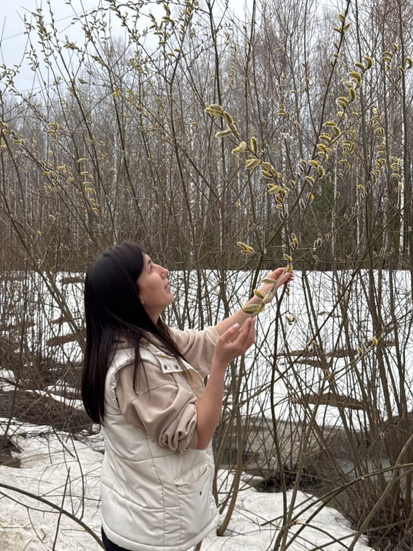 Woman collects pussy willow branches in snowy woods