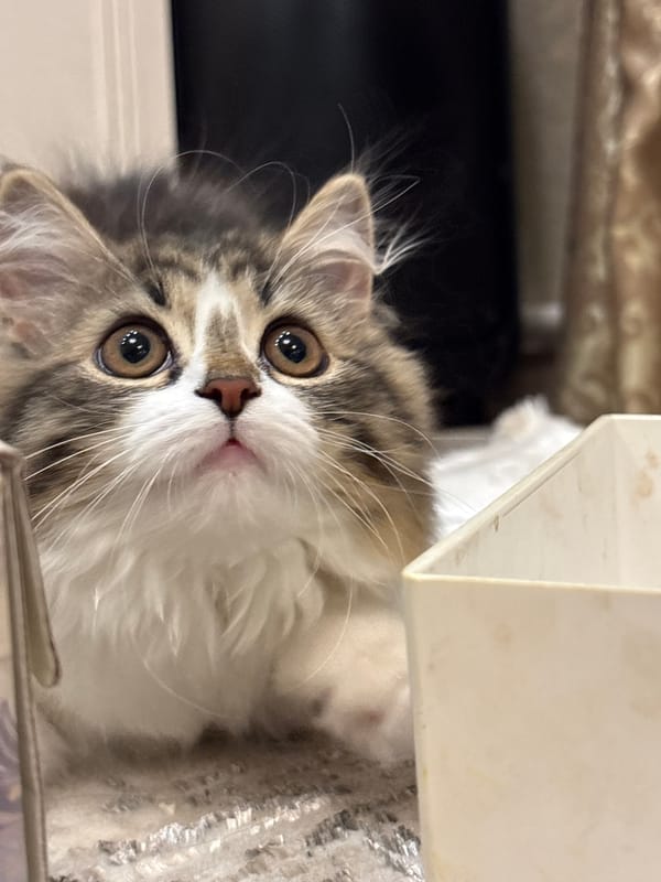 Woman documents playful kitten moments in Chaikovsky home