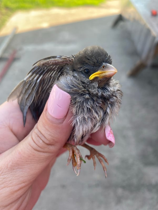 Bird rescue and care in Kisliakovskaya, Russia