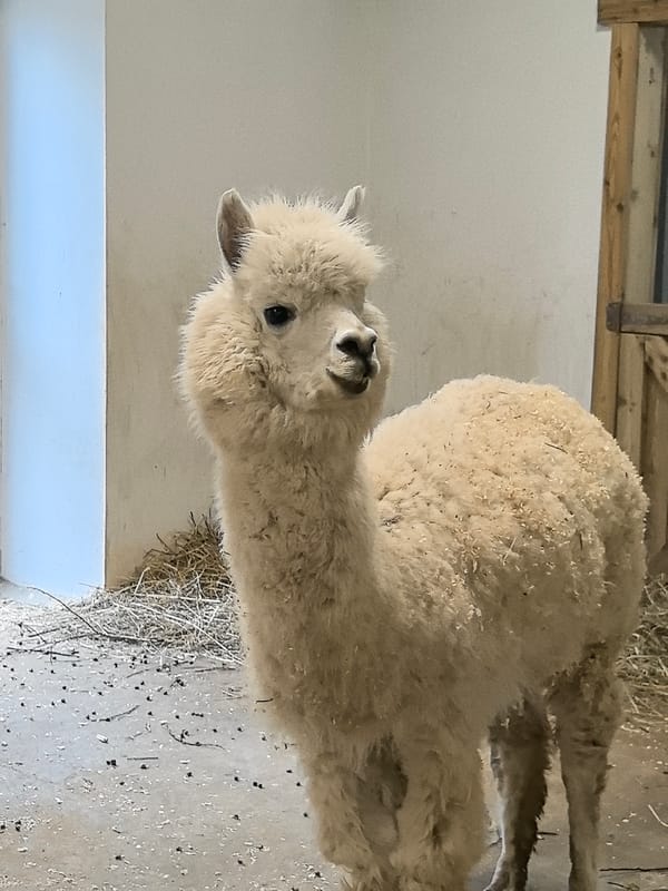 Visitor documents animals at Perm petting zoo facility